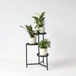 Clearance Hemmix - Sæt med 3 - Ctenanthe, Philodendron, Syngonium - Højde 25-40cm - ⌀12cm Krukkeplanter Indendørs