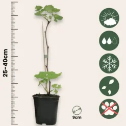 Buskads^Hindbær plante - Sæt med 6 - Rubus ideaus 'Autumn Bliss' - Højde 25-40cm - ⌀9cm