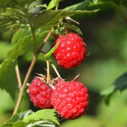 Buskads^Hindbær plante - Sæt med 6 - Rubus ideaus 'Autumn Bliss' - Højde 25-40cm - ⌀9cm