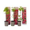 Buskads^Hindbær plante - Sæt med 3 - Rubus ideaus 'Autumn Bliss' - Højde 25-40cm - ⌀9cm