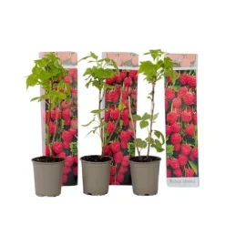 Buskads^Hindbær plante - Sæt med 3 - Rubus ideaus 'Autumn Bliss' - Højde 25-40cm - ⌀9cm