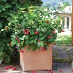 Buskads^Hindbær plante - Sæt med 3 - Rubus ideaus 'Autumn Bliss' - Højde 25-40cm - ⌀9cm