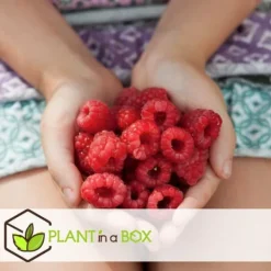 Buskads^Hindbær plante - Sæt med 3 - Rubus ideaus 'Autumn Bliss' - Højde 25-40cm - ⌀9cm