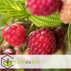 Buskads^Hindbær plante - Sæt med 3 - Rubus ideaus 'Autumn Bliss' - Højde 25-40cm - ⌀9cm
