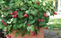 Buskads^Hindbær plante - Sæt med 3 - Rubus ideaus 'Autumn Bliss' - Højde 25-40cm - ⌀9cm