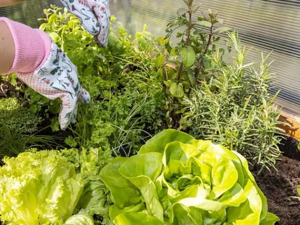 Plantningsbænke^Højbed til altan, terrasse og have 110x55x80cm - Træherbarium på ben - Plantekasse på ben til blomster, krydderurter, grøntsager - Højbed til haven, G | CDON