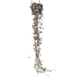 Hot Hjerteranke - Ceropegia linearis Woodii - Højde 20-30cm - ⌀14cm Krukkeplanter Indendørs