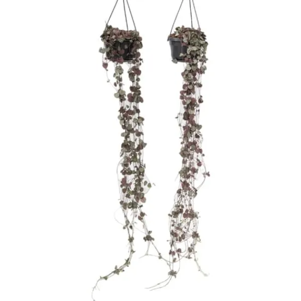 Krukkeplanter Indendørs^Hjerteranke - Sæt med 2 - Ceropegia linearis Woodii - Højde 20-30cm - ⌀14cm