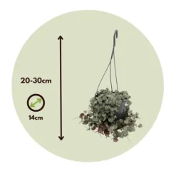 Krukkeplanter Indendørs^Hjerteranke - Sæt med 2 - Ceropegia linearis Woodii - Højde 20-30cm - ⌀14cm