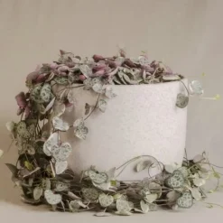 Krukkeplanter Indendørs^Hjerteranke - Sæt med 2 - Ceropegia linearis Woodii - Højde 20-30cm - ⌀14cm