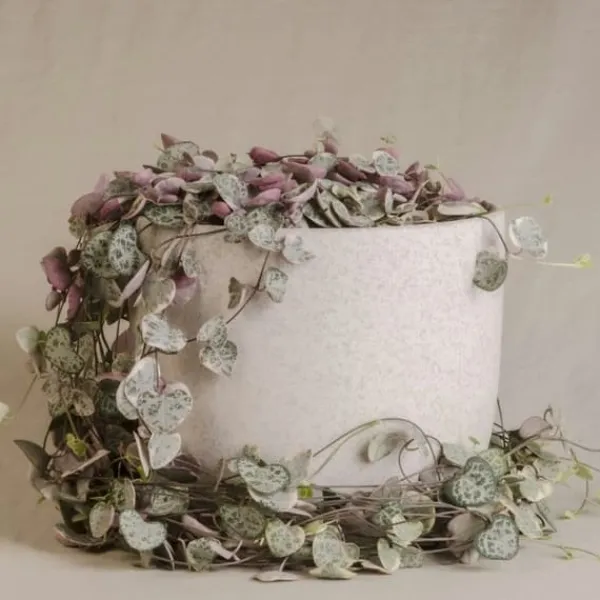 Krukkeplanter Indendørs^Hjerteranke - Sæt med 2 - Ceropegia linearis Woodii - Højde 20-30cm - ⌀14cm