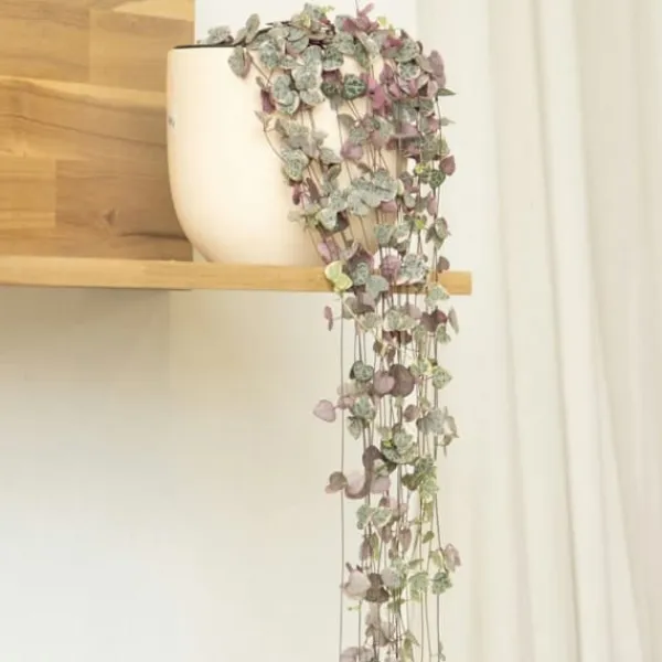Krukkeplanter Indendørs^Hjerteranke - Sæt med 2 - Ceropegia linearis Woodii - Højde 20-30cm - ⌀14cm