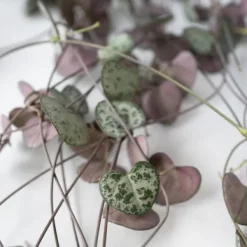 Krukkeplanter Indendørs^Hjerteranke - Sæt med 2 - Ceropegia linearis Woodii - Højde 20-30cm - ⌀14cm