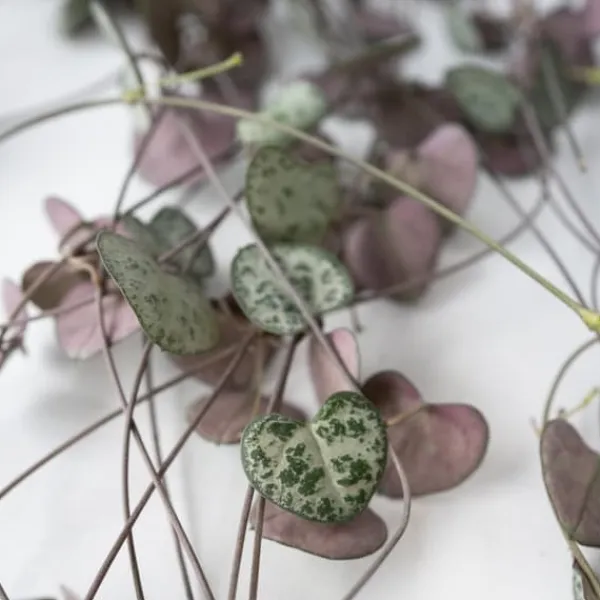 Krukkeplanter Indendørs^Hjerteranke - Sæt med 2 - Ceropegia linearis Woodii - Højde 20-30cm - ⌀14cm
