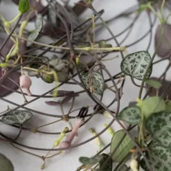 Krukkeplanter Indendørs^Hjerteranke - Sæt med 2 - Ceropegia linearis Woodii - Højde 20-30cm - ⌀14cm