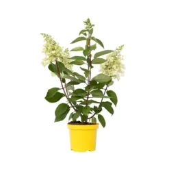 Hot Hortensia - Hydrangea paniculata 'Candlelight' - Højde 25-40cm - ⌀19cm Blomster