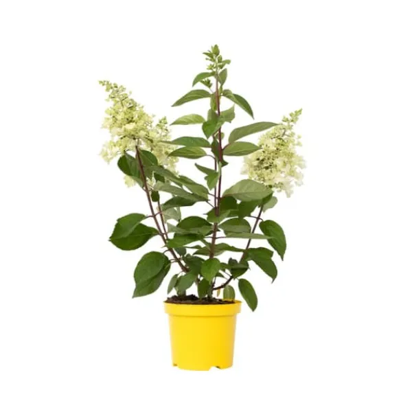 Hot Hortensia - Hydrangea paniculata 'Candlelight' - Højde 25-40cm - ⌀19cm Blomster