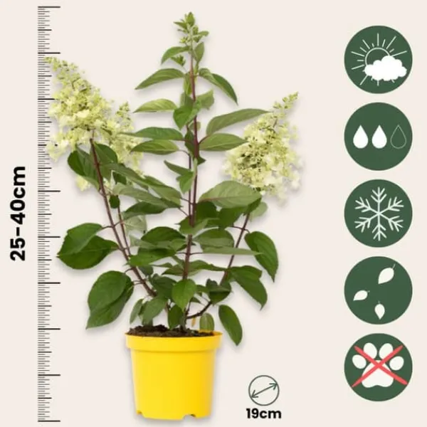 Hot Hortensia - Hydrangea paniculata 'Candlelight' - Højde 25-40cm - ⌀19cm Blomster