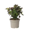 Discount Hortensia - Hydrangea paniculata 'Dare Devil' - Højde 25-40cm - ⌀19cm Krukkeplanter Indendørs