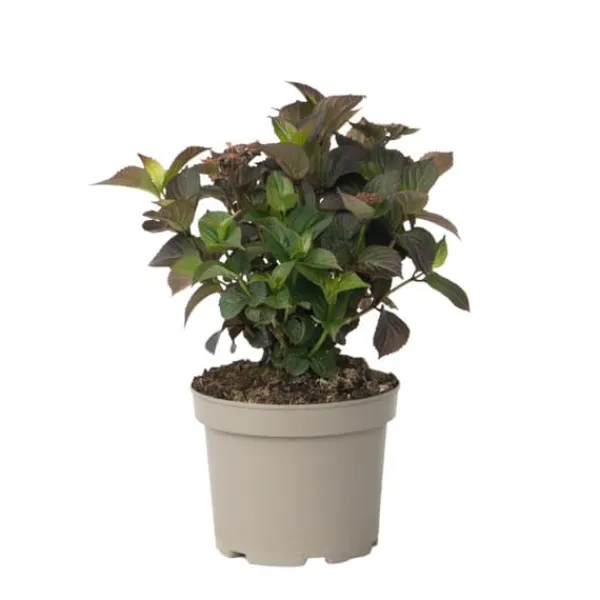 Discount Hortensia - Hydrangea paniculata 'Dare Devil' - Højde 25-40cm - ⌀19cm Krukkeplanter Indendørs