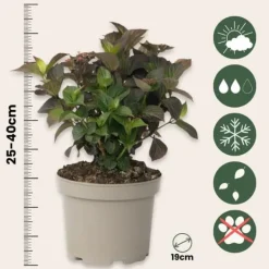 Discount Hortensia - Hydrangea paniculata 'Dare Devil' - Højde 25-40cm - ⌀19cm Krukkeplanter Indendørs