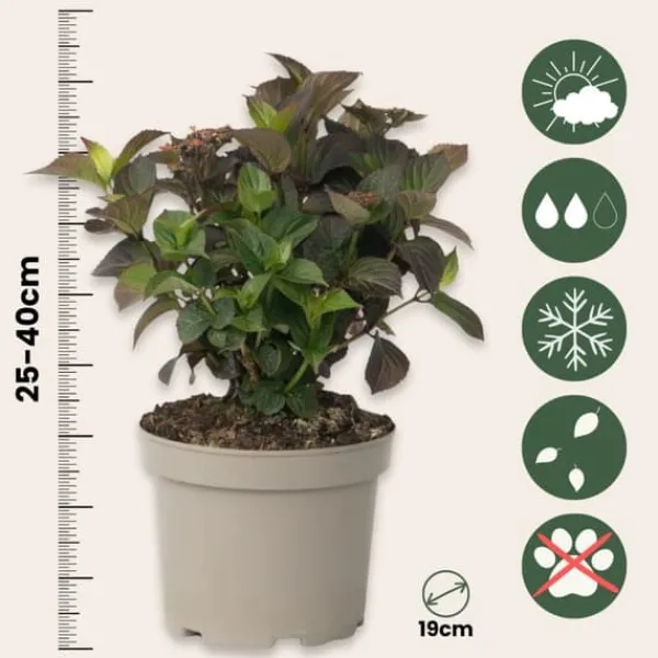 Discount Hortensia - Hydrangea paniculata 'Dare Devil' - Højde 25-40cm - ⌀19cm Krukkeplanter Indendørs
