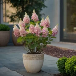 Buskads^Hortensia - Hydrangea paniculata 'Pinky Winky' - Højde 25-40cm - ⌀19cm