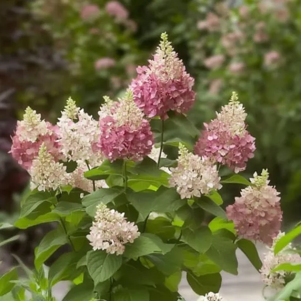 Buskads^Hortensia - Hydrangea paniculata 'Pinky Winky' - Højde 25-40cm - ⌀19cm