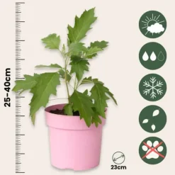 Krukkeplanter Indendørs^Hortensia - Hydrangea paniculata 'Ice Crystal' - Højde 25-40cm - ⌀19cm