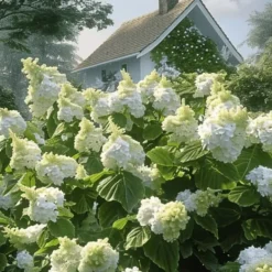 Krukkeplanter Indendørs^Hortensia - Hydrangea paniculata 'Ice Crystal' - Højde 25-40cm - ⌀19cm