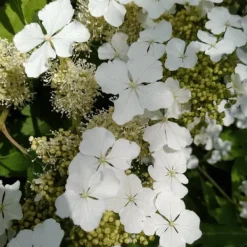 Krukkeplanter Indendørs^Hortensia - Hydrangea paniculata 'Ice Crystal' - Højde 25-40cm - ⌀19cm