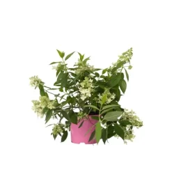 Blomster^Hortensia - Hydrangea paniculata 'Confetti' - Højde 25-40cm - ⌀19cm