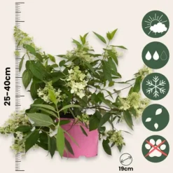 Blomster^Hortensia - Hydrangea paniculata 'Confetti' - Højde 25-40cm - ⌀19cm