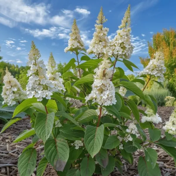 Blomster^Hortensia - Hydrangea paniculata 'Confetti' - Højde 25-40cm - ⌀19cm