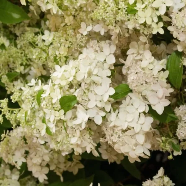 Blomster^Hortensia - Hydrangea paniculata 'Confetti' - Højde 25-40cm - ⌀19cm