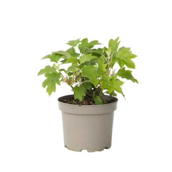 Krukkeplanter Indendørs^Hortensia - Hydrangea paniculata 'Toy Soldier' - Højde 25-40cm - ⌀19cm