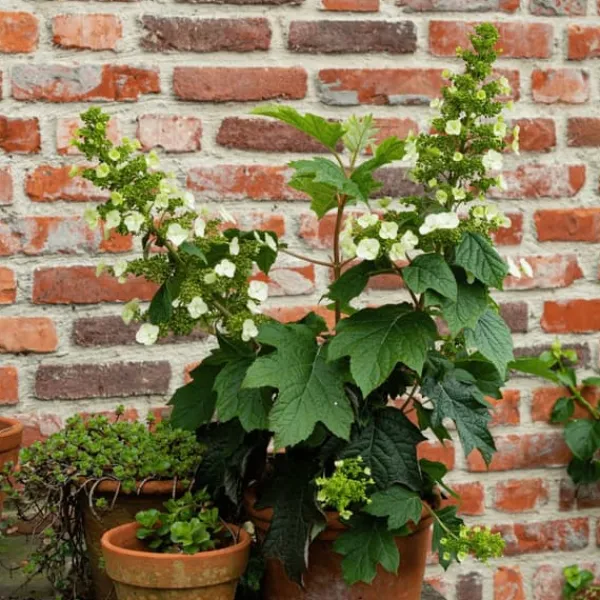 Krukkeplanter Indendørs^Hortensia - Hydrangea paniculata 'Toy Soldier' - Højde 25-40cm - ⌀19cm