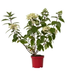 Clearance Hortensia - Hydrangea paniculata 'Wim's Red' - Højde 25-40cm - ⌀19cm Haveplanter
