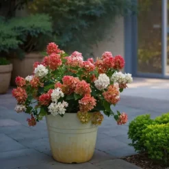 Clearance Hortensia - Hydrangea paniculata 'Wim's Red' - Højde 25-40cm - ⌀19cm Haveplanter
