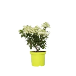 Sale Hortensia - Hydrangea paniculata 'Bobo' - Højde 25-40cm - ⌀19cm Buskads