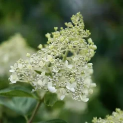 Sale Hortensia - Hydrangea paniculata 'Bobo' - Højde 25-40cm - ⌀19cm Buskads