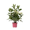 Buskads^Hortensia - Hydrangea paniculata 'Early Harry' - Højde 25-40cm - ⌀19cm