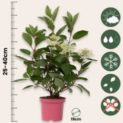 Buskads^Hortensia - Hydrangea paniculata 'Early Harry' - Højde 25-40cm - ⌀19cm