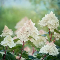 Buskads^Hortensia - Hydrangea paniculata 'Early Harry' - Højde 25-40cm - ⌀19cm
