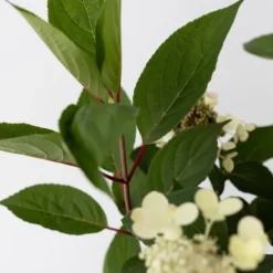 Buskads^Hortensia - Hydrangea paniculata 'Early Harry' - Højde 25-40cm - ⌀19cm