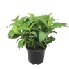 Best Hortensia - Hydrangea serrata 'Summerglow' - Højde 25-40cm - ⌀19cm Krukkeplanter Indendørs