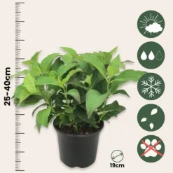 Best Hortensia - Hydrangea serrata 'Summerglow' - Højde 25-40cm - ⌀19cm Krukkeplanter Indendørs