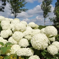 Krukkeplanter Indendørs^Hortensia - Hydrangea 'Strong Annabelle' - Højde 30-40cm - ⌀19cm