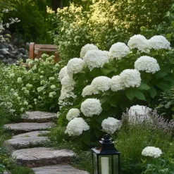 Krukkeplanter Indendørs^Hortensia - Hydrangea 'Strong Annabelle' - Højde 30-40cm - ⌀19cm