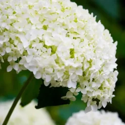 Krukkeplanter Indendørs^Hortensia - Hydrangea 'Strong Annabelle' - Højde 30-40cm - ⌀19cm